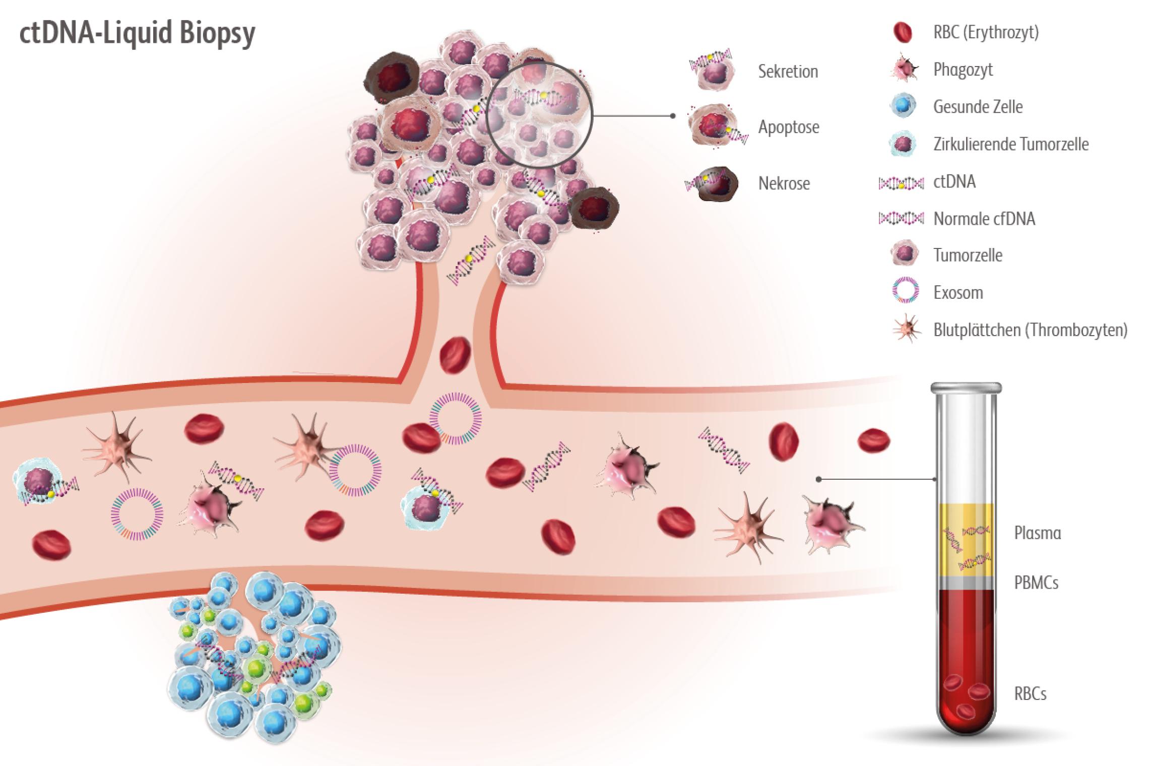 Schaubild ctDNA (Liquid Biopsy), im Blut zirkulierende Analyten