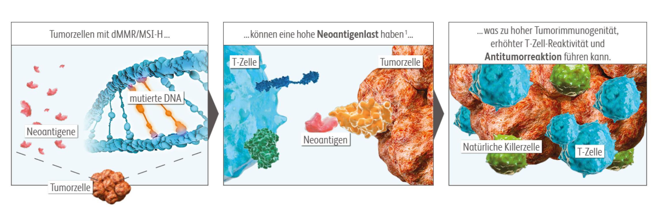 Schaubild Mikrosatelliteninstabilität: Folgen der Anhäufung von Mutationen in diesen Mikrosatelliten
