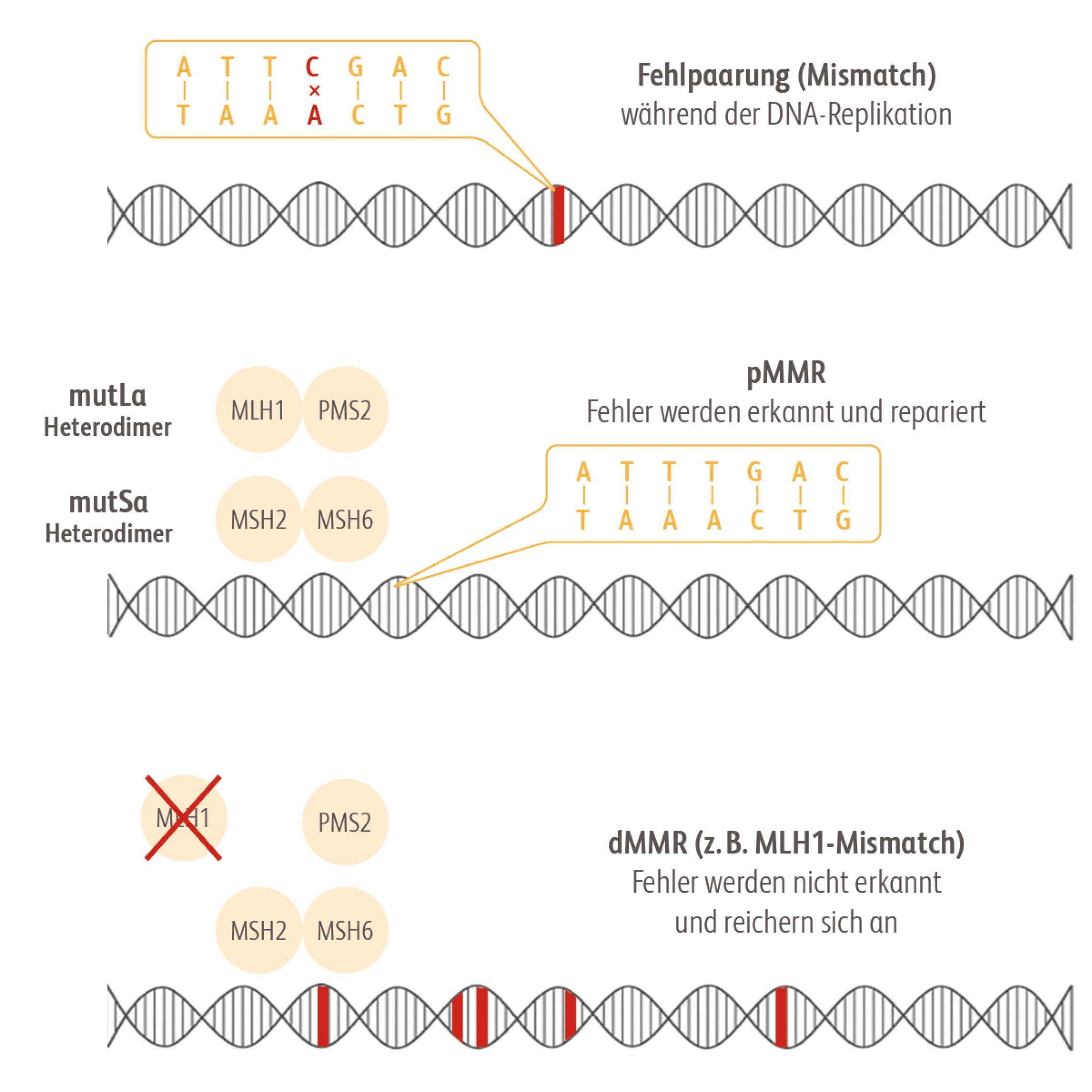 Schaubild dMMR: Defektes System zur Erkennung und Reparatur von Fehlpaarungen führt zur Anhäufung von Mutationen im Genom.
