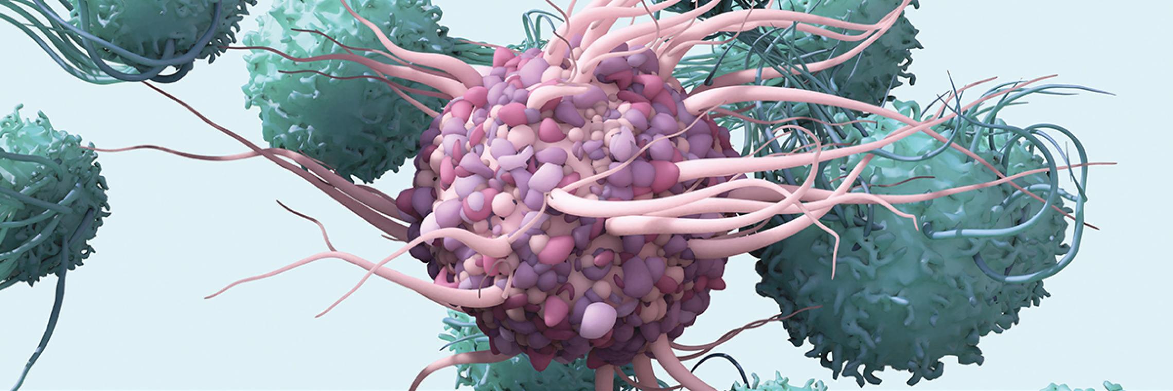 Headerbild Zellen des Immunsystems